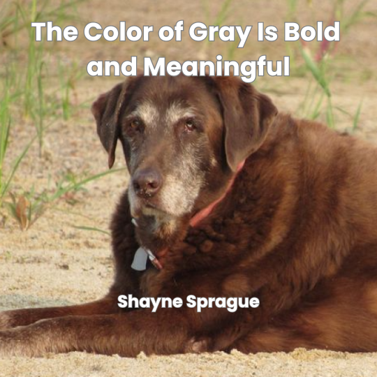 The Color of Gray Is Bold and Meaningful