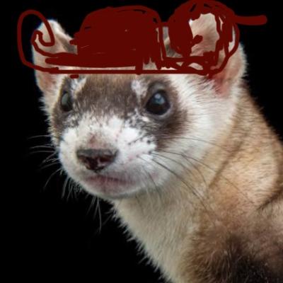 Floyd the ferret and the naughty turtles