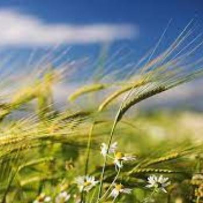 blowing in the wind