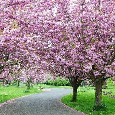 Blossoms fall as love calls