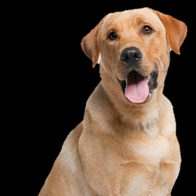 My doggi soonu