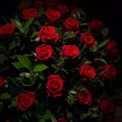 Dying Love