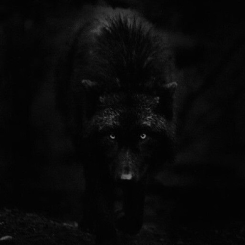 Shadow 