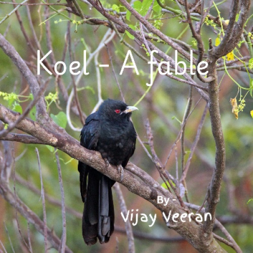 Koel - A Fable
