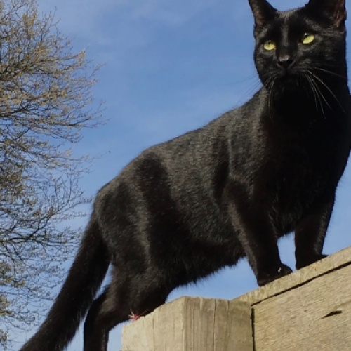 Suzie the Black cat. 