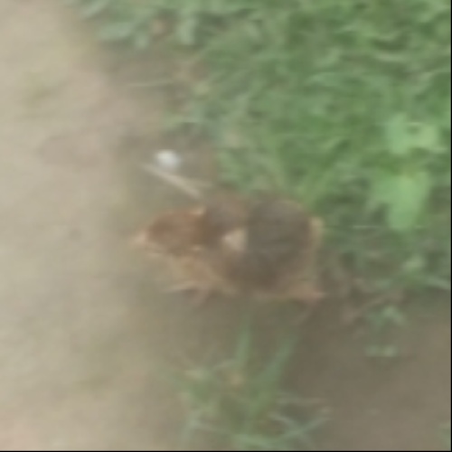 The WILD-CHICK 