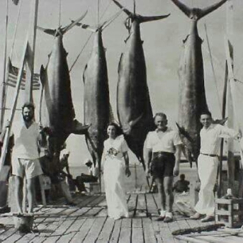 Tales from a Mermaids' Diary: Cats in the Sun