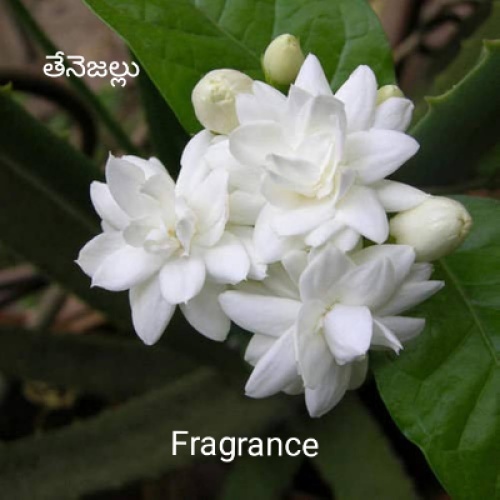 Fragrance 