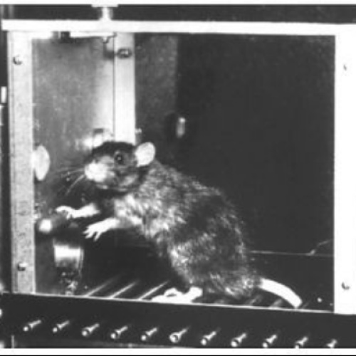 Hear the Rats?