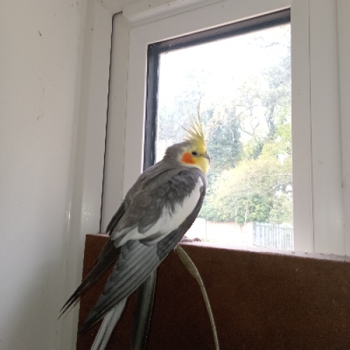 A naughty boy