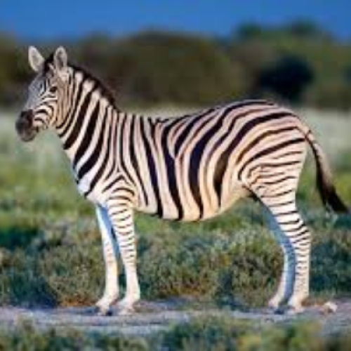When zebra's were not having strips