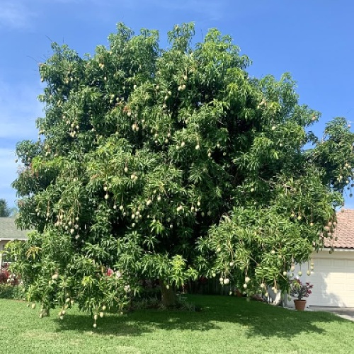 The Mango Tree
