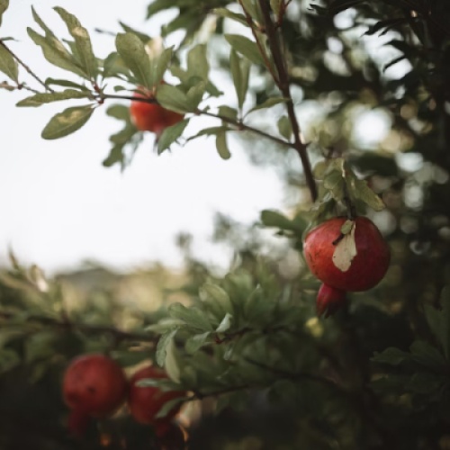“The Pomegranate Tree”