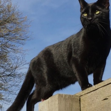 Suzie the Black cat. 