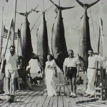 Tales from a Mermaids' Diary: Cats in the Sun