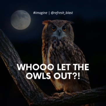 Whooo Let the Owls Out?!